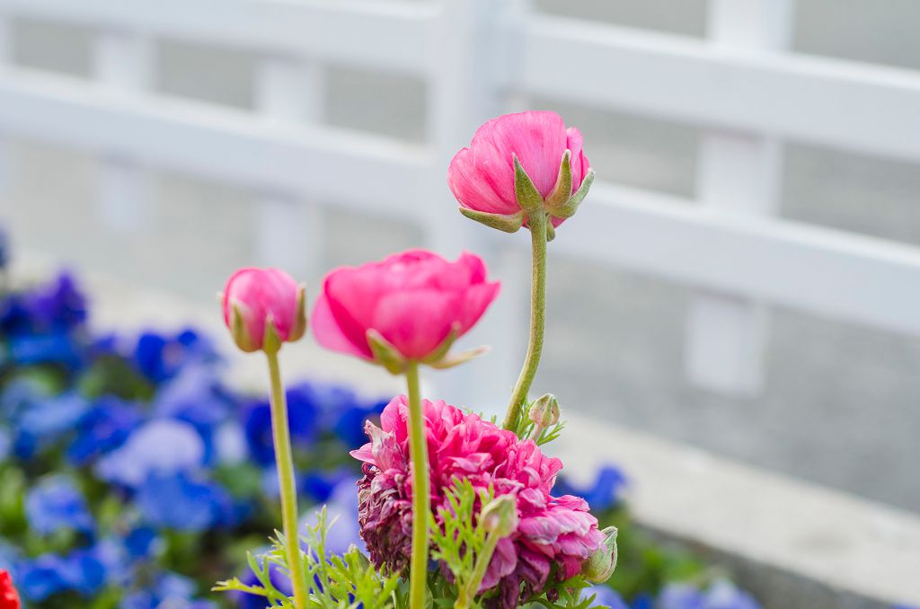 親子教室:1生產方式與減痛分娩2順利哺乳的要訣